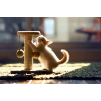 Когтеточка – залог целости дома