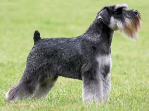 Что такое тримминг и зачем он нужен?