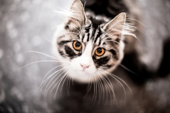 Усы – главный кошачий аксессуар