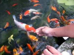 Правила кормления рыбок