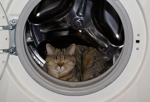 Бытовые опасности для кошки