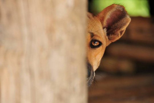 Собачьи страхи