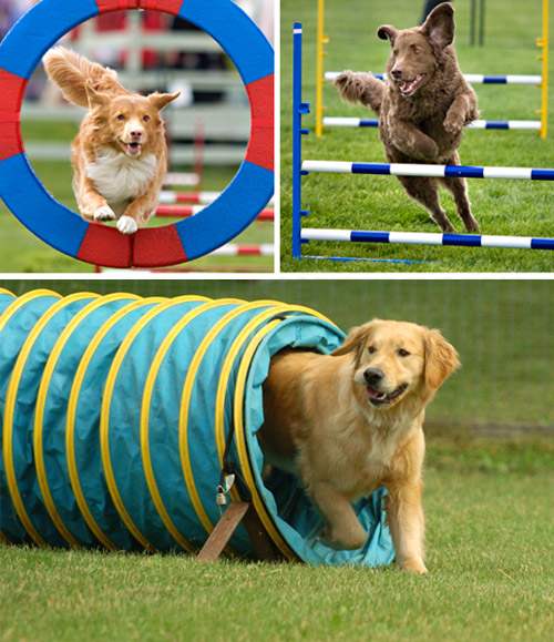 Аджилити. Что это такое?