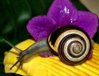 Удивительные органы улитки