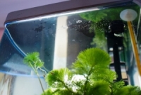 Пленка на воде: как бороться?